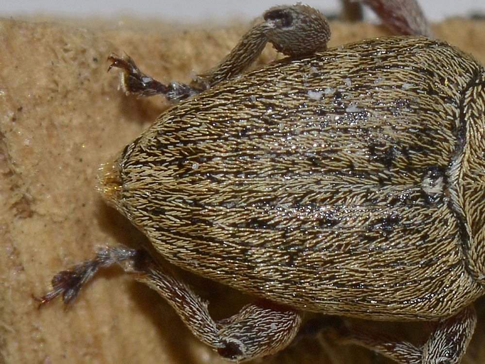 Curculio glandium